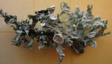 Ramalina fastigiata image