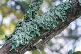 Myelochroa aurulenta image