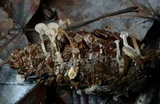 Baeospora myosura image