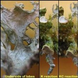 Ramalina fastigiata image