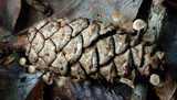 Baeospora myosura image