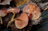 Callistosporium purpureomarginatum image