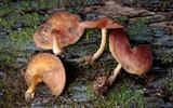 Callistosporium purpureomarginatum image