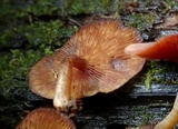 Callistosporium purpureomarginatum image