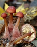 Mycena atkinsoniana image