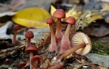 Mycena atkinsoniana image