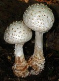 Amanita daucipes image