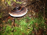 Fomitopsis ochracea image