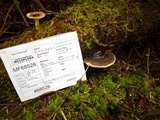 Fomitopsis ochracea image