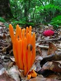 Clavulinopsis aurantiocinnabarina image