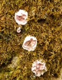 Chondrostereum purpureum image