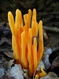 Clavulinopsis aurantiocinnabarina image