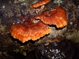 Pycnoporellus fulgens image