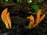 Cordyceps militaris image