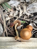Conocybe rugosa image