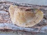 Onnia tomentosa image
