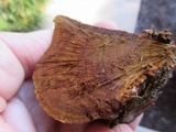 Onnia tomentosa image