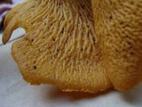 Byssomerulius corium image