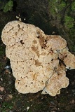 Inonotus dryadeus image