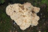 Inonotus dryadeus image