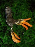 Cordyceps militaris image