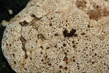 Inonotus dryadeus image
