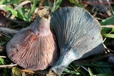 Lactarius paradoxus image