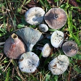 Lactarius paradoxus image