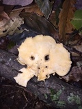 Favolus tenuiculus image