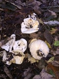 Hygrophorus sordidus image