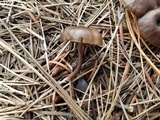 Myxomphalia maura image