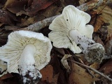 Tricholoma subresplendens image