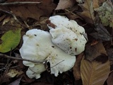 Tricholoma subresplendens image