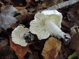 Tricholoma subresplendens image