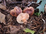 Tricholoma ferrugineum image