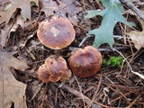 Tricholoma ferrugineum image