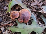 Tricholoma ferrugineum image