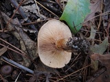 Tricholoma ferrugineum image