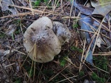 Tricholoma portentosum image