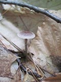 Psilocybe phyllogena image