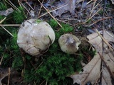 Tricholoma portentosum image