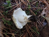 Tricholoma portentosum image