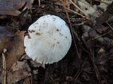 Tricholoma serratifolium image