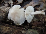 Tricholoma serratifolium image