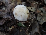 Tricholoma serratifolium image