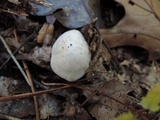 Tricholoma serratifolium image