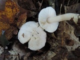 Tricholoma serratifolium image