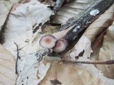 Psilocybe phyllogena image
