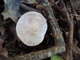 Tricholoma serratifolium image