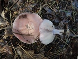 Lepista sordida image